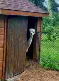 Peterborough Liftlocks alpaca at Liftlock Guesthouse