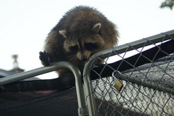 racoon